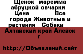 Щенок  маремма абруцкой овчарки › Цена ­ 50 000 - Все города Животные и растения » Собаки   . Алтайский край,Алейск г.